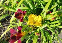 Blooming beautiful Daylillies