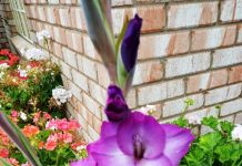 Garden inspires wonderful memories