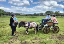 Equine programs character building