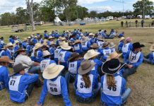 Cattle future congregates at Morgan Park