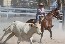 Big change for Campdraft