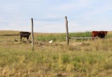 Better connectivity plan for regional and rural Australia