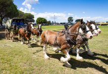 Turning back to when horses ruled