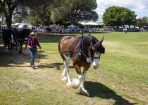 HHorseFest_325084_05.JPG