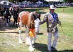 HHorseFest_325084_18.JPG