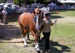 HHorseFest_325084_21.JPG