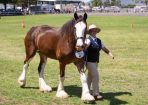 HHorseFest_325084_23.JPG