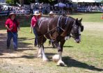 HHorseFest_325084_26.JPG