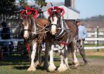 HHorseFest_325084_37.JPG