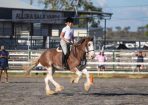 HHorseFest_325084_40.JPG