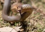 Snake_323313_05.JPG