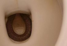 Forget the ‘redback on the toilet seat’
