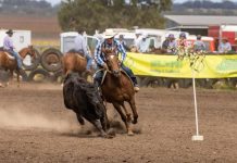 President tops campdraft