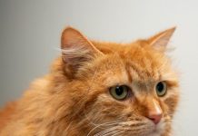 A close for homeless Molly