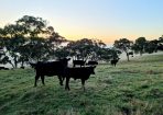 Cows_334900_01.jpg