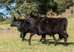 cattlegen_334982_01.jpg