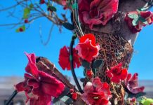 Tree jumper winners announced