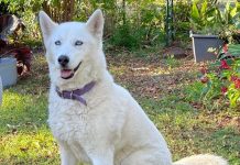 Charming Opal looks for home