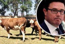 Former Agricultural Minister condemns ‘insulting’ settlement offer in live export ban dispute
