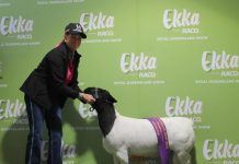 Warwick sheep lover conquers Ekka