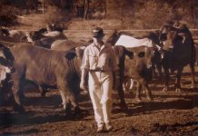 Ups and downs of vet life