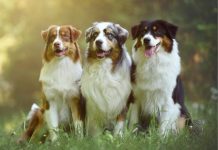 Have your say where your dog plays