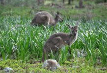 Council unlikely to get the jump on Kangaroo Paddock