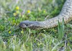 snakes_359882_01.jpg