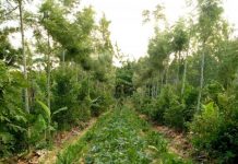 Syntropic Agriculture advice