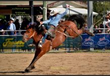 The beginnings of rodeo in Australia