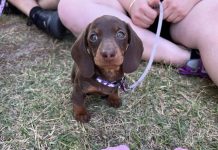 New dog area not unleashed yet