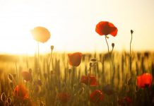 How to commemorate Remembrance Day