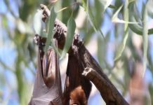 Funding found for new flying fox forever home
