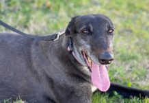 Retired racer and ready for a new home