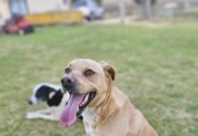 Adopt the adorable Archie