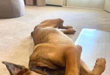 Stinger stealing hearts