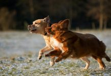 Dog off-leash area issue to be parked at last