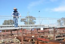 Saleyards rethink plea