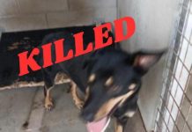 Pound too quick to kill