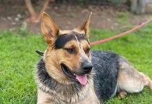 The new member of your family awaits