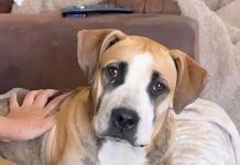 Create a connection with Phoebe