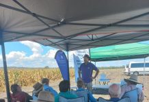 Drought resilience in crops