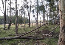 Border land clearing probe