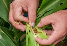 Reports of fall armyworm infestations in winter grazing crop