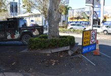 Towering tree latest to be replaced in CBD phase-out