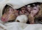 quoll_423755_01.jpg