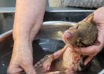 quoll_423755_02.jpg