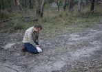quoll_423765_01.JPG