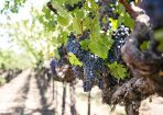 wine_426359_01.jpg
