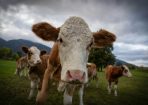 cows_432351_01.jpg
